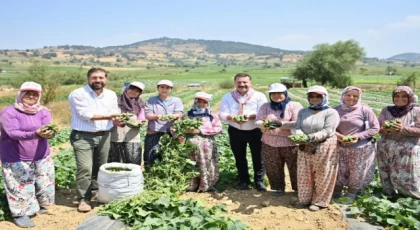 Kornişon üreticilerinde hasat sevinci