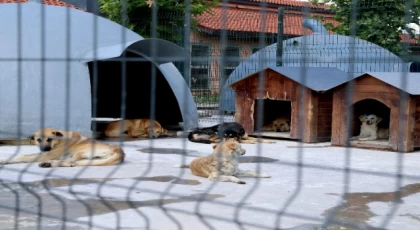 Sakarya’da devasa şifa yuvası