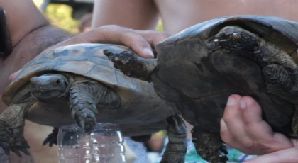 Yangın kurtarılan kaplumbağlara Bodrum tedavisi