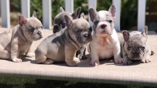 French Bulldog Bakımı ve 2023 Fransız Bulldog fiyatları