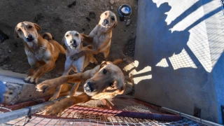 Sahipsiz köpekler sorununu, İspanya barınaklar ve kısırlaştırma sayesinde çözdü