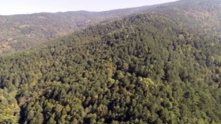 Bolu Valisi duyurdu: Ormanlara girişler yasaklandı