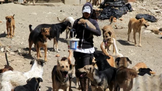 AK Parti’nin sahipsiz köpekler için hazırladığı 17 maddelik kanun teklifinin tam metni
