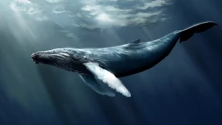 Dev kambur balina balıkçı teknesine saldırdı