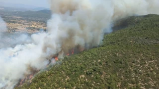 Muğla’da çıkan yangında 100 hektarlık orman alanı zarar gördü