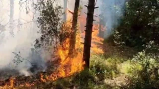 Sancaktepe'de orman yangını