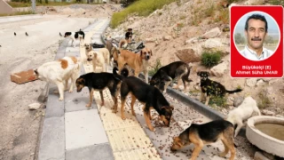Sokak hayvanları, AKP ve Türkiye’nin itibarı