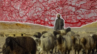 Türkiye "yabancı çoban" istihdamına hazırlanıyor