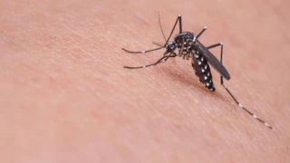Türkiye'de dang humması tehlikesi: Enfekte sivrisinekler aracılığıyla bulaşıyor