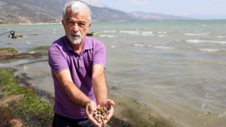 Yüzeyi yosunlarla kaplanan Eğirdir Gölü’nde binlerce su canlısı ölüsü kıyıya vurdu