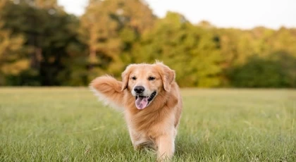 Boehringer Ingelheim’dan Köpeklerin Her Yaş Döneminde Sağlık ve Mutlulukları İçin Bilgilendirme:  “İnsanlar gibi köpeklerin de ihtiyaçları yaşlarına göre değişiyor”