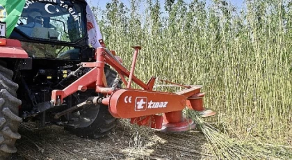 İzmir’de İlk Defa İzinli ve Kontrollü Olarak Lif ve Tohum Üretimi Amacıyla Yetiştirilen Kenevirin Hasadı Gerçekleştirildi