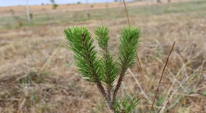 Kent Ormanı’nda binlerce fidan büyüyor