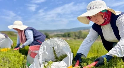 Kocaeli’de biberiye hasadı başladı