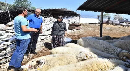 Merasız kalan hayvanlar yem desteğiyle yaşama tutundu  Büyükşehir yangından etkilenen köylerin yaralarını sarıyor