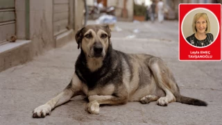 Öldür köpeği, servet kazan