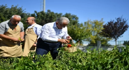 Başkan Büyükkılıç, organik ürünleri elleriyle topladı, yemek pişirdi