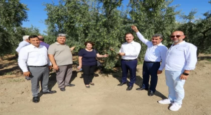 Bursa’da zeytin rekoltesinde yüksek verim bekleniyor