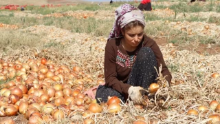 Geçtiğimiz yıl 66 çocuk işçi yaşamını yitirdi