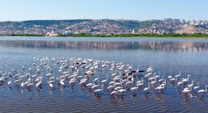 İzmit Körfezi’nin pembe süsleri geldi... Biyoçeşitlilik artıyor