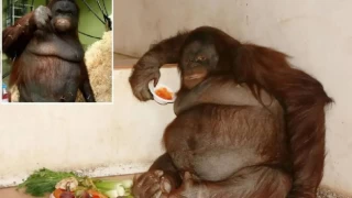 Lokumla beslenen dünyanın en şişman orangutanı obez oldu