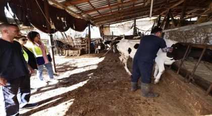 Denizli mastit hastalığıyla mücadele ediyor... İlk doz aşılar yapıldı