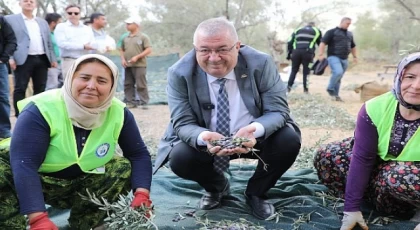 Edremit Belediyesi’nde zeytin hasadı başladı