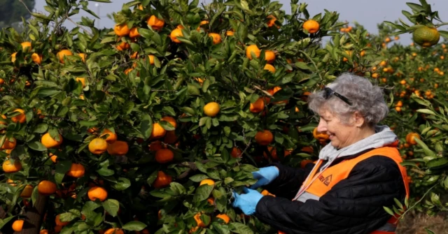 LÖSEV'in ürettiği doğal satsuma mandalinaların zamanı geldi