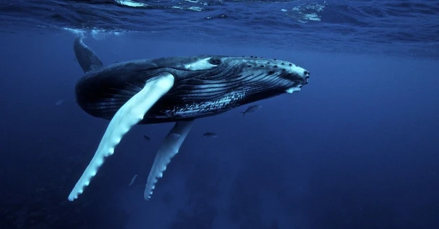 Kuzey Atlantik sağ balinalarının yaşam süresi 22 yıla düştü