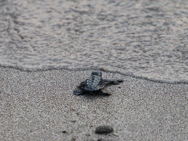 Patara'da caretta caretta yavruları denizle buluştu