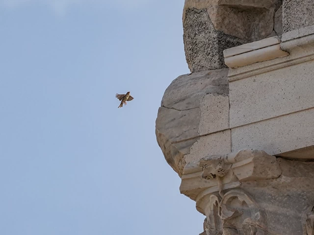 Bergama Akropolü'nün kuşları