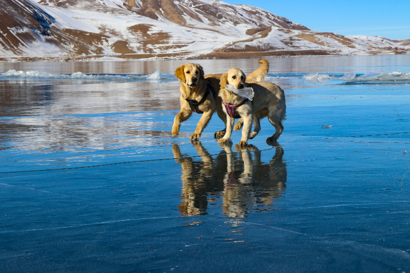 Balık Gölü'nün buzla kaplı yüzeyinde oyun oynayan köpekler izleyenleri gülümsetti