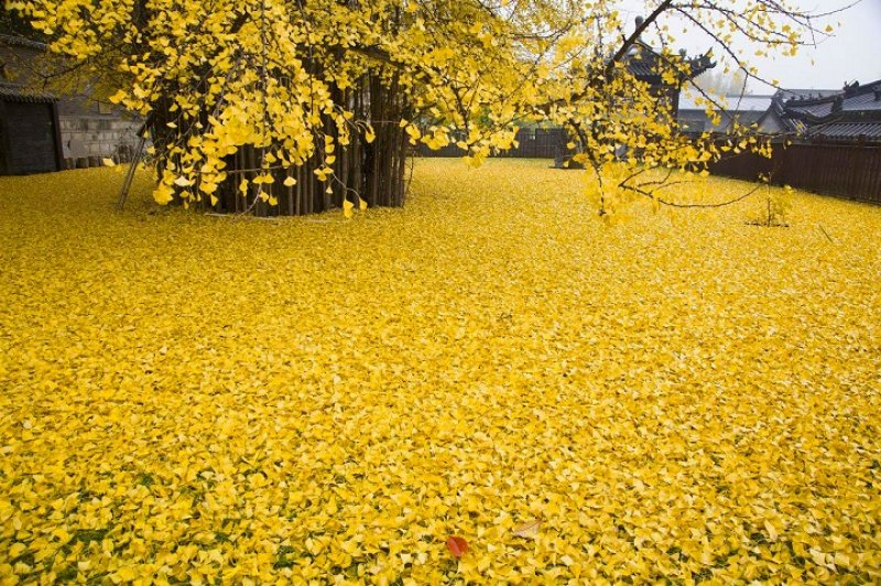 Zamana meydan okuyan "Ginkgo Ağacının" yaprak dökümü