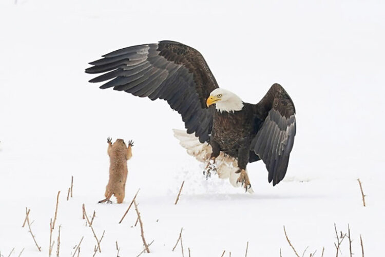 Comedy Wildlife Photography: 2021 Yılının Birbirinden Komik Doğa Fotoğrafları