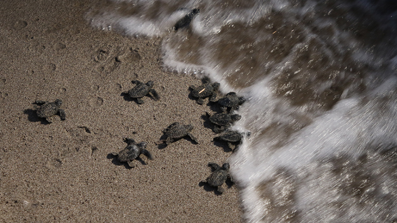 Patara'da caretta caretta yavruları denizle buluştu