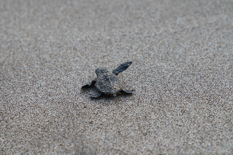 Patara'da caretta caretta yavruları denizle buluştu