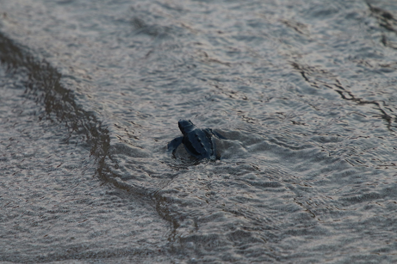 Patara'da caretta caretta yavruları denizle buluştu