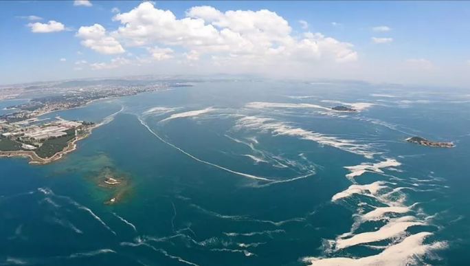 Marmara Denizi'nde balıklara denizanası tehdidi