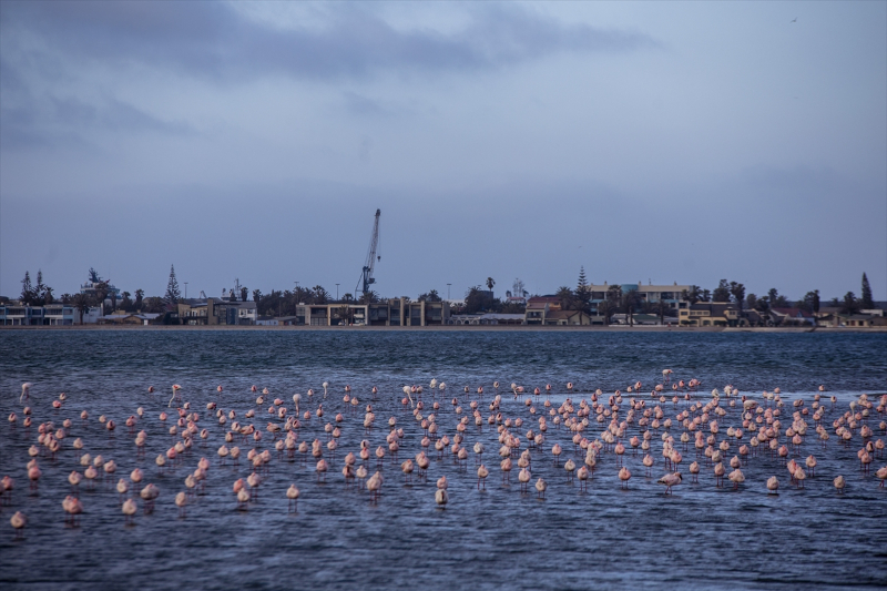 Afrika sahillerinde bir flamingo cenneti: Walvis Bay Lagünü