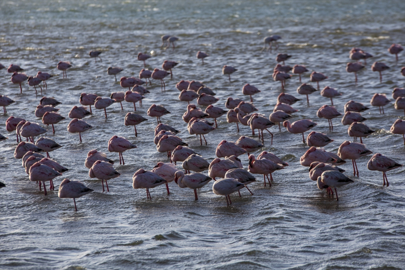 Afrika sahillerinde bir flamingo cenneti: Walvis Bay Lagünü