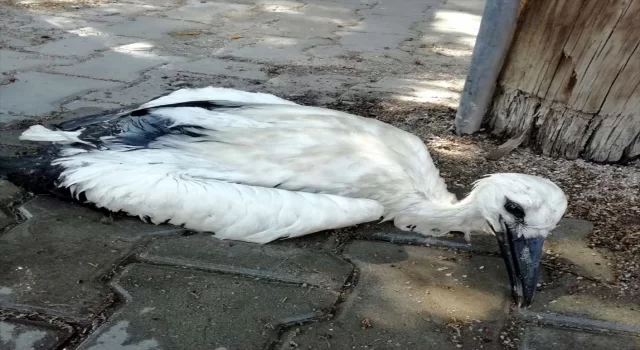 Kırıkkale’de caminin kubbesindeki yuvasından düşen leylek yavrusu tedaviye alındı