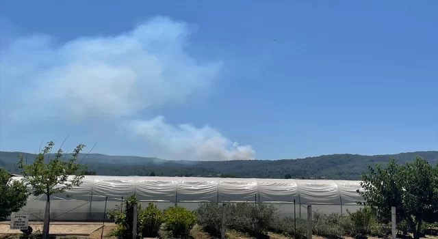 Muğla’da çıkan orman yangınına müdahale ediliyor