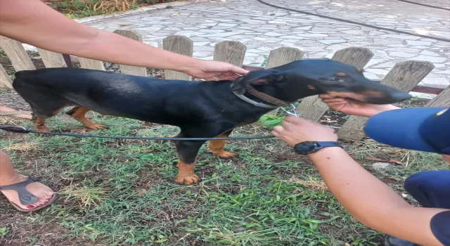 GÜNCELLEME  Kayıp ekonomist Korhan Berzeg’in köpeğinin bulunduğu bölgede yeniden arama çalışması başlatıldı