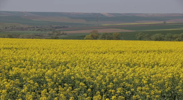 Tekirdağ’ın sarı kanola tarlaları fotoğraf çektirmek isteyenleri ağırlıyor