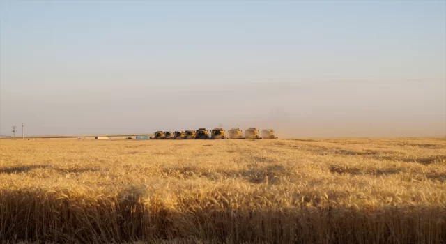 Ceylanpınar Tarım İşletmesinde buğday hasadı bayramda da sürdü