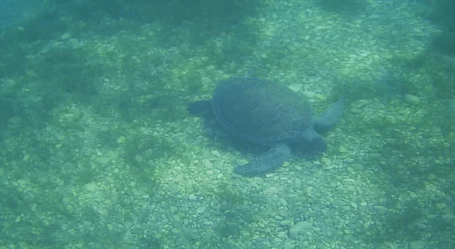 Muğla’da deniz kaplumbağaları su altında beslenirken görüntülendi