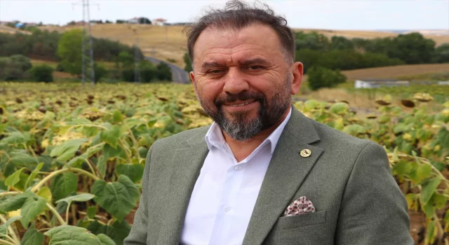 Tekirdağ’dan Rusya’ya ihraç edilen yerli hibrit ayçiçeğine talep artıyor