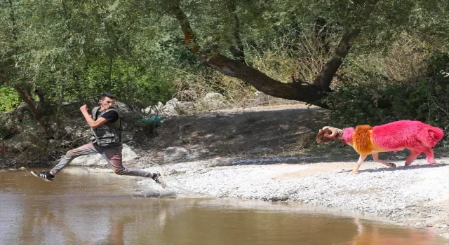 Denizli’de geleneksel ”Sudan Koyun Geçirme Yarışması” taşıma suyla yapıldı