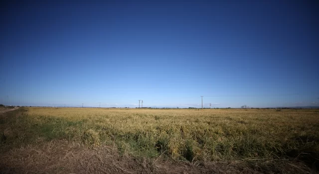 TZOB Genel Başkanı Bayraktar, Çanakkale’de sağanak ve doludan etkilenen tarım arazilerini inceledi