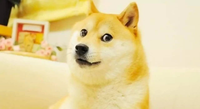 "Doge" meme'i ile ünlenen köpek Cheems hayatını kaybetti